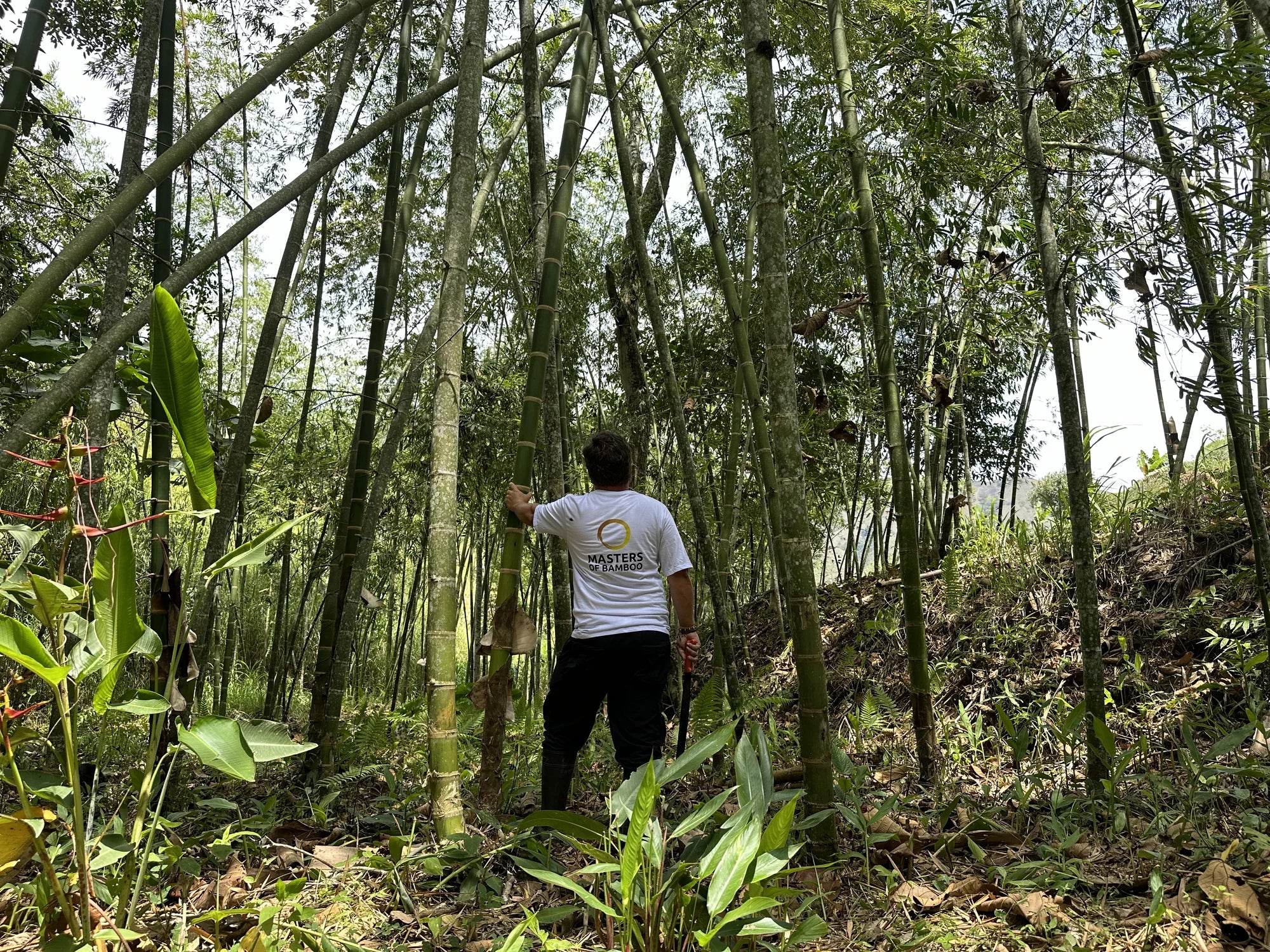 Stephane Schroder kapt Guadua bamboe in Bamboe Bos Colombia