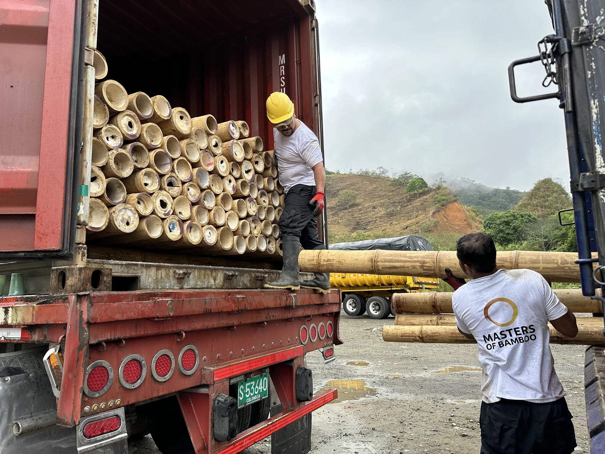 Personeel van Masters of Bamboo vullen Container met Bamboe Stokken