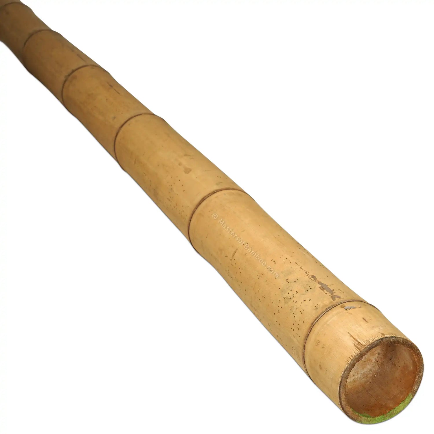 Guadua Bamboepaal 7-9 cm