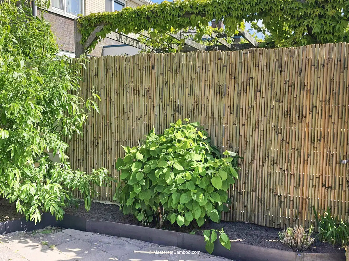 budget bamboe tuinscherm