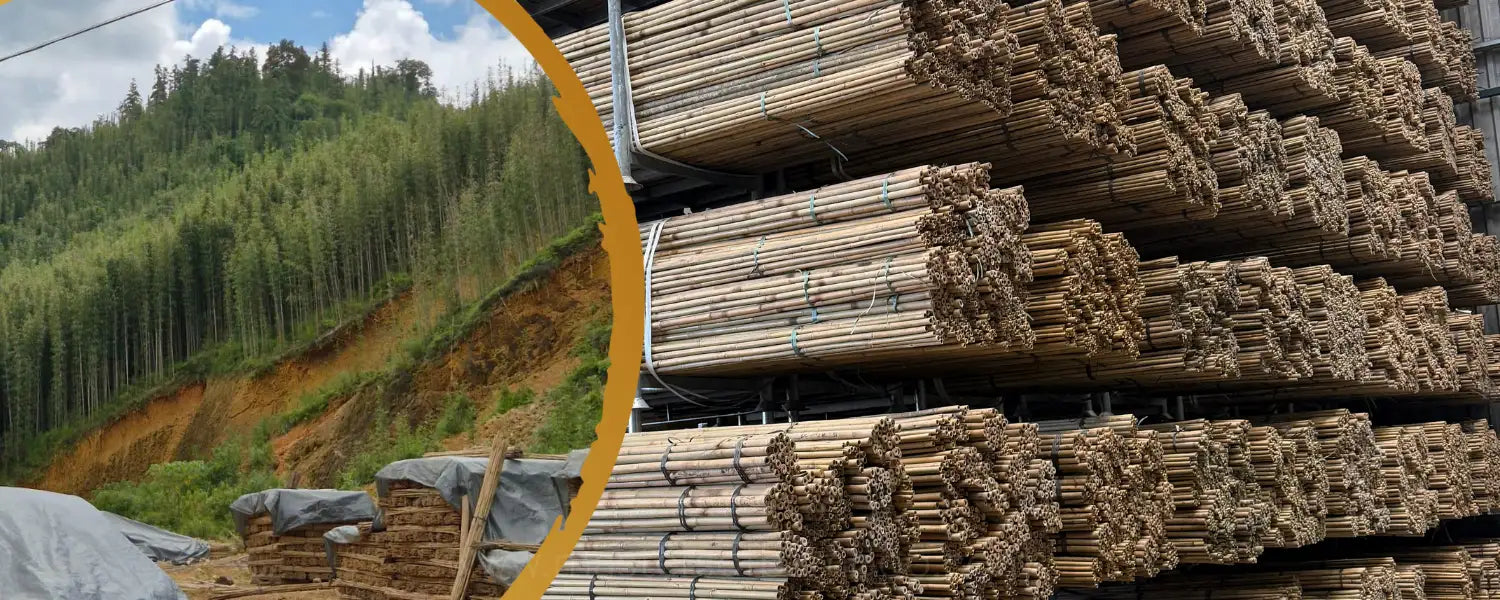 Wat zijn tonkinstokken en waarom zijn ze onmisbaar in jouw tuin?