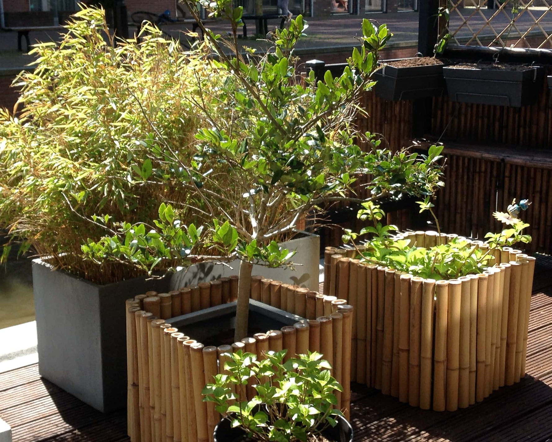 Welke bamboe border past in jouw tuin?