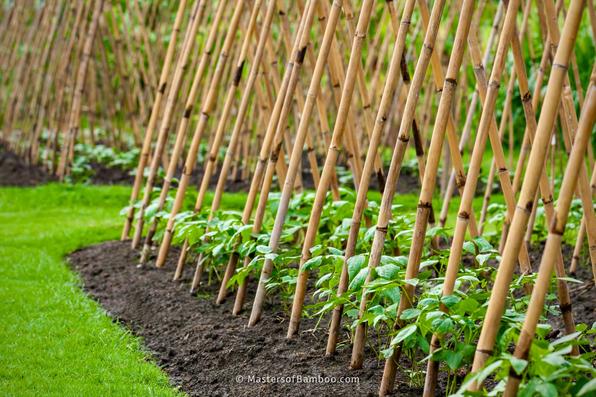 Bamboestokken voor een bonenstaak: Duurzaam, Sterk en Natuurlijke Uitstraling