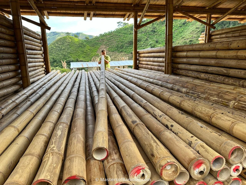 Bamboe palen controleren op kwaliteit en rechtheid 