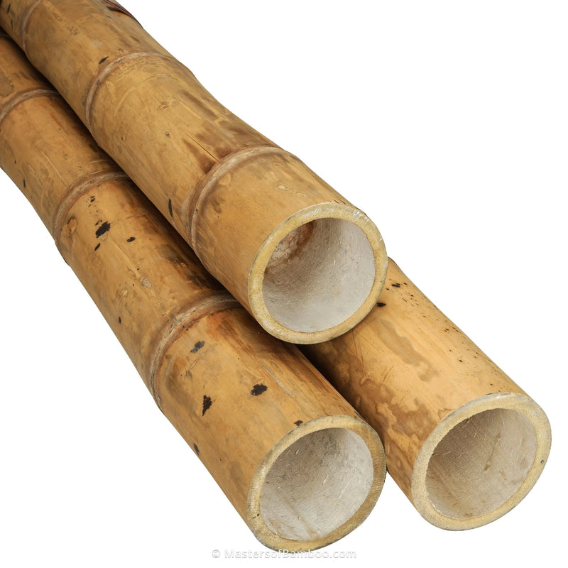 Guadua Bamboe palen 11-13 cm