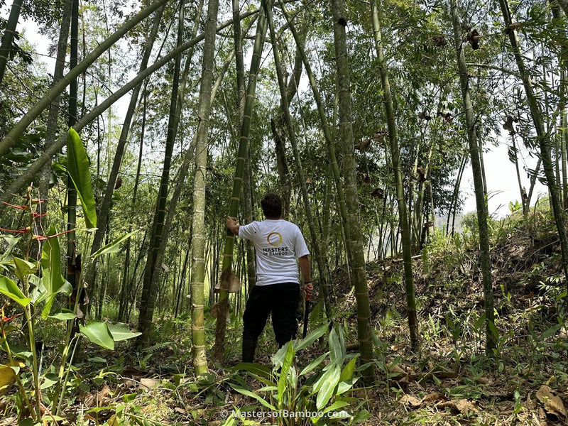 Bamboe stammen gekapt In een bamboe bos colombia Masters of Bamboo