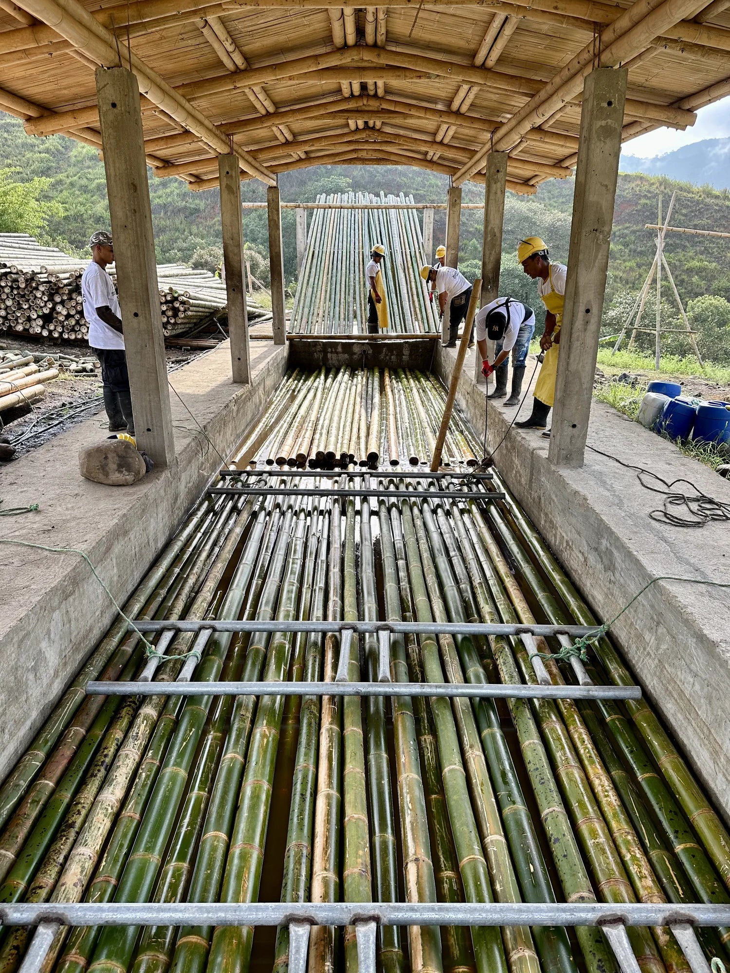 Werknemers van Masters of Bamboo behandelen bamboe stokken