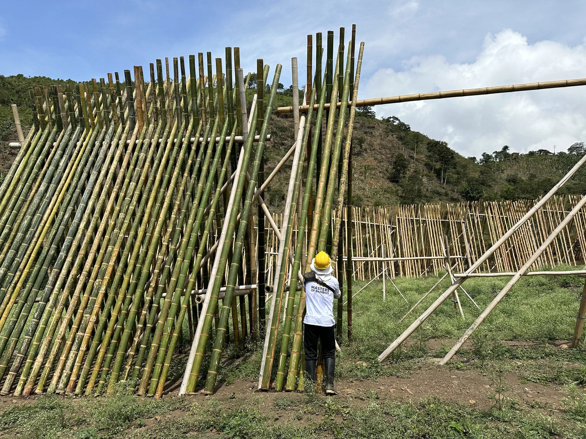 Constuctieve Guadua Bamboe staat te drogen in zon in een bamboe fabriek in Colombia