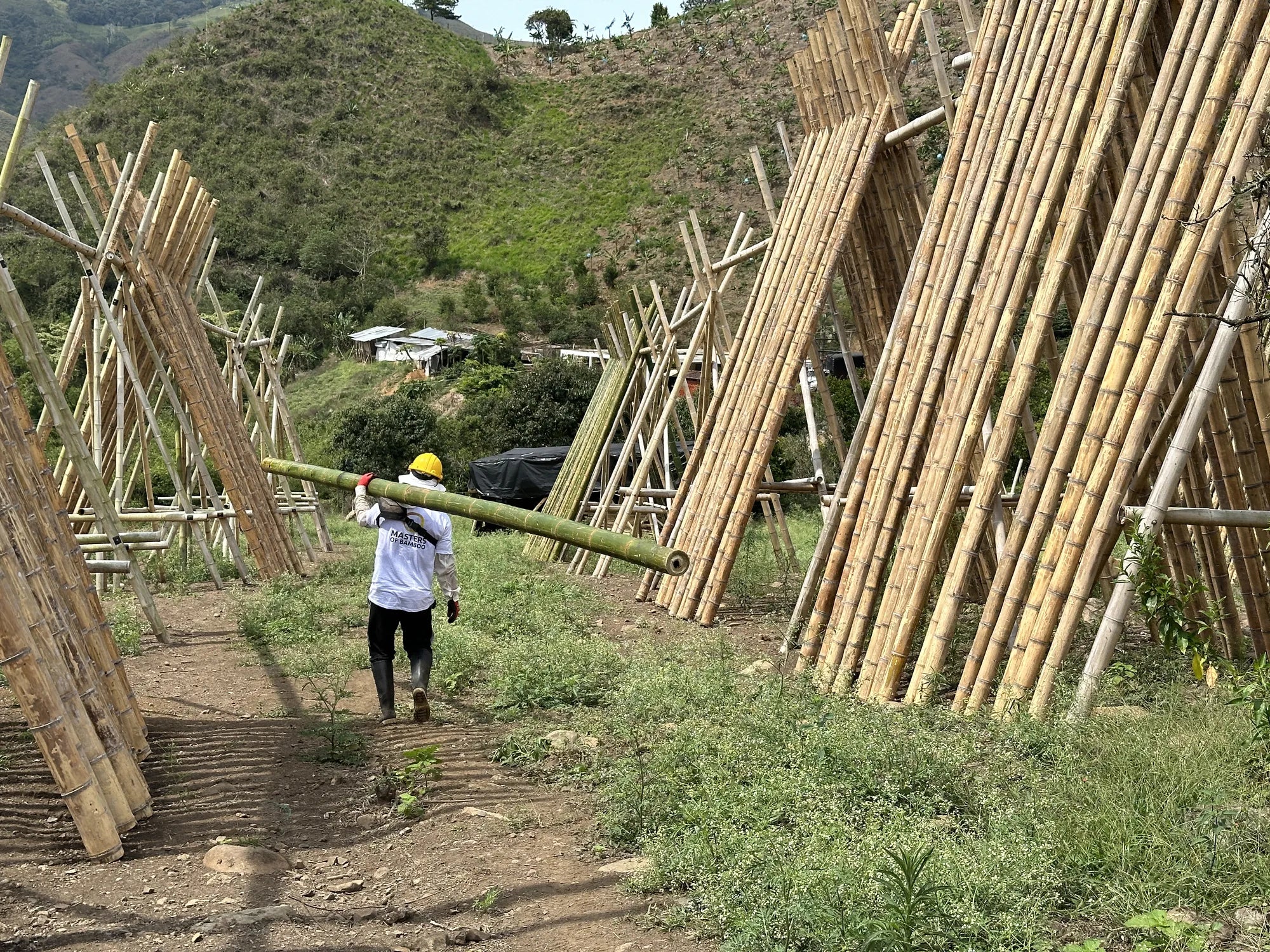 Master of bamboo werknemer loopt met bamboe paal bij de bamboe fabriek