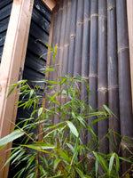 Bamboe Tuindeur Giant Zwart