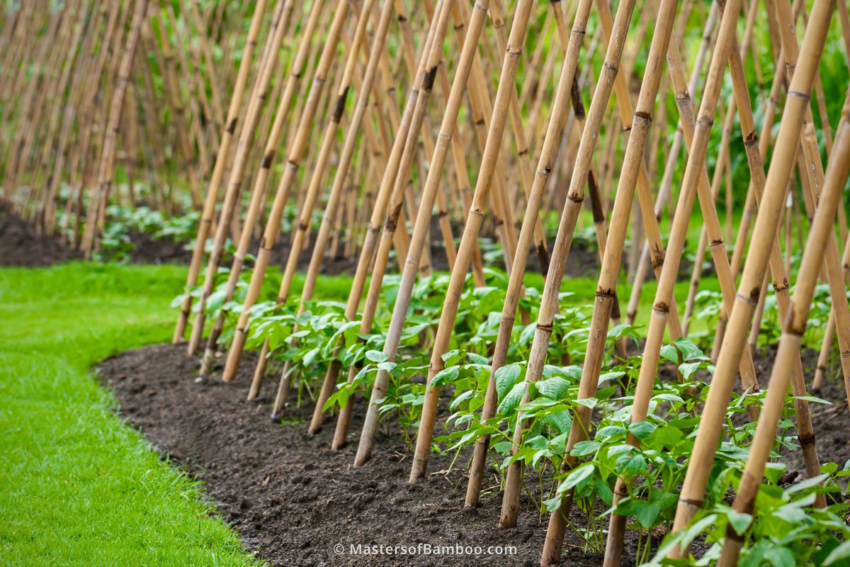 bamboestokken-in-de-tuin