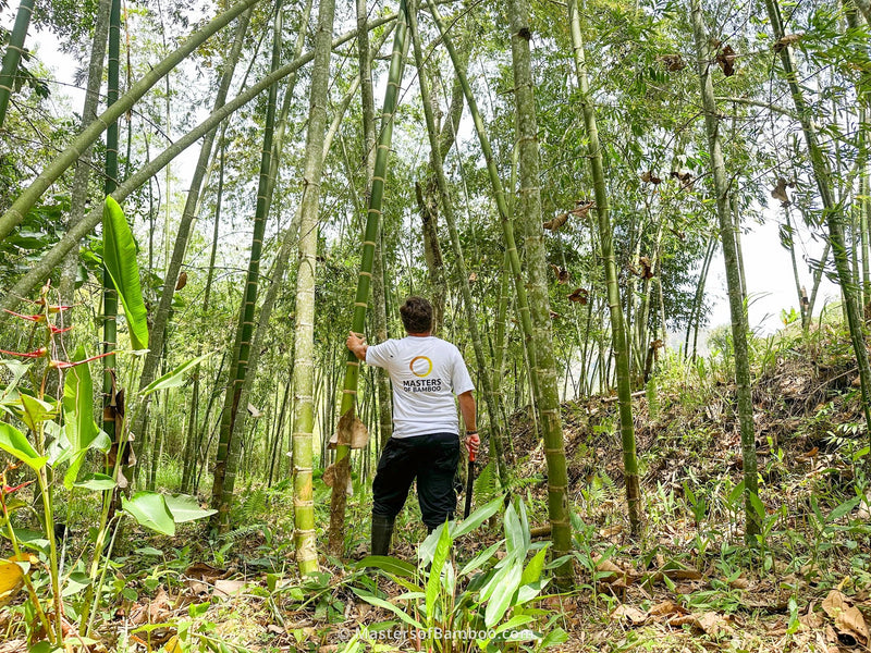Kappen van een bamboe bos 