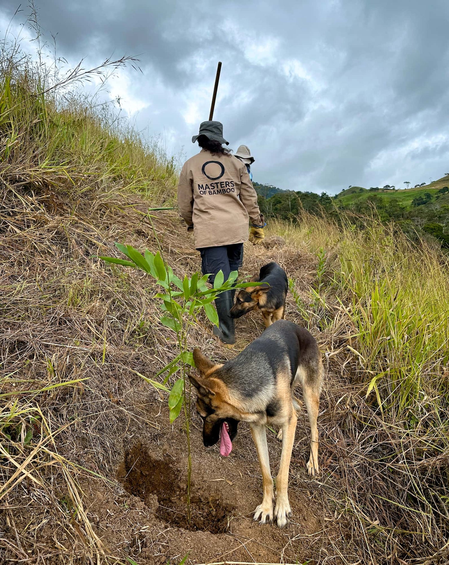 Herbebossing Masters of Bamboo